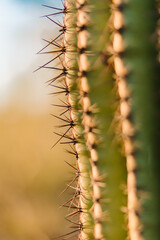 close up of saguaro cactus in evening golden hour in national park
