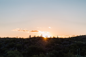 wide landscape view of cacti at Saguaro National Park