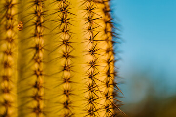 close up of saguaro cactus in evening golden hour in national park