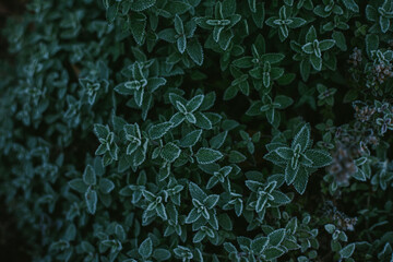 Garden Thyme Covered in Frost