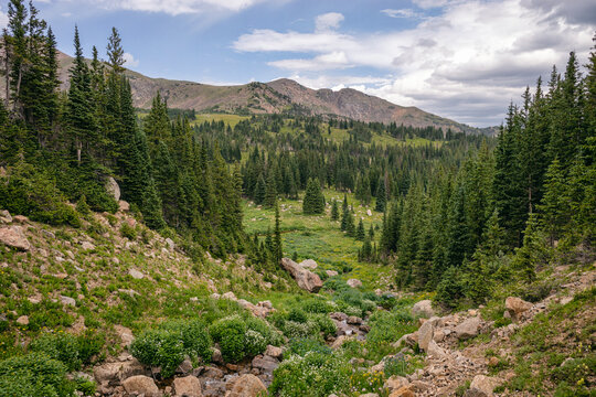 Forest landscape in the James Peak Wilderness, Colorado