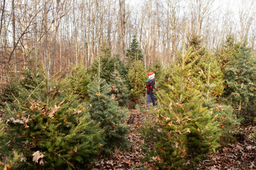 Fototapeta premium Boy wearing a Santa hat walking in a tree farm