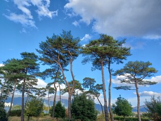 파란 하늘과 소나무들