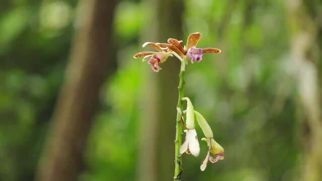 phaius orchid plant or flower species in tropical rainforest and natural habitat