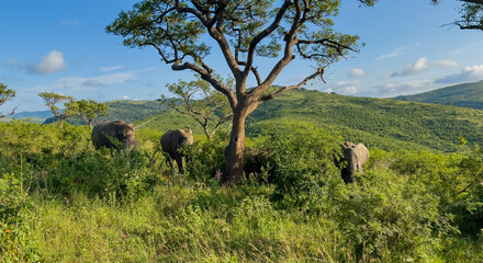 Elefanten im Naturreservat Hluhluwe Nationalpark Südafrika