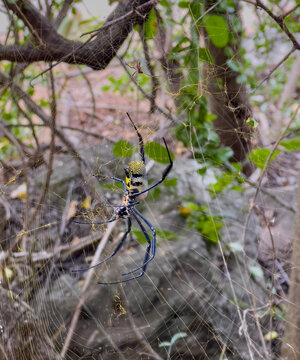 Afrikanische Seidenspinne webt ein gro&szlig;es Spinnennetz f&uuml;r den Beutefang in S&uuml;d Afrika
