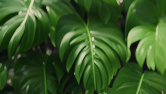 tropical monstera leaves with palm leaves