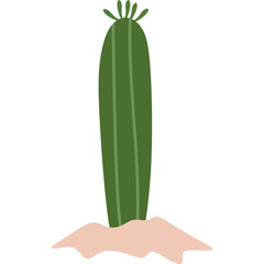 Flat Cactus Plant