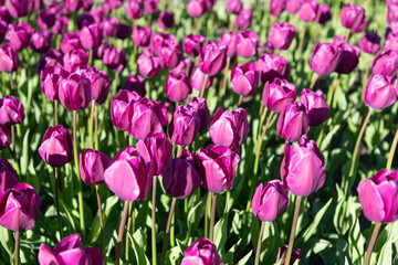 image of tulip nature flower. tulip flower in spring nature. tulip flower in nature.