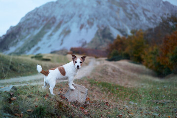 A poised Jack Russell Terrier dog stands guard on a mountain trail, with the majesty of autumn's...