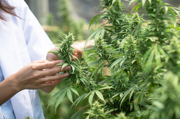 Professional researcher working in hemp field, Cannabis Sativa Research Concepts CBD Oil Herbal Medicines.