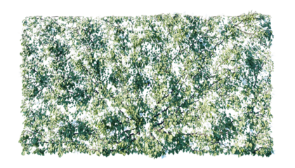 Beautiful ivy wall in green and flower