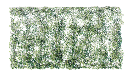 Beautiful ivy wall in green and flower