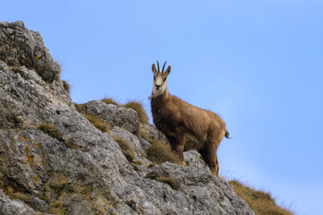 A chamois standing on rocks in the Austrian Alps