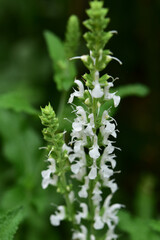 庭の白いサルビアのアップ