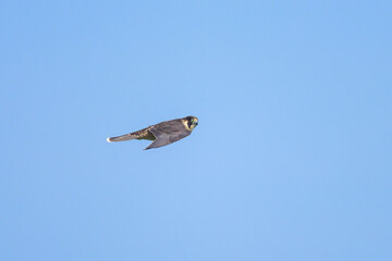 A Peregrine Falcon in flight blue sky