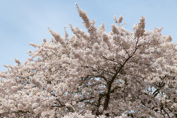 white sakura blossom in spring. sakura blossom nature. sakura blossom in springtime.