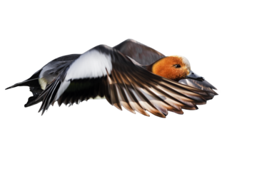 Isolated duck. One of the cutest ducks of wetlands. Eurasian Wigeon. Mareca penelope. Colorful nature background.