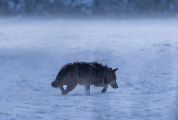 European wolf [Canis lupus]