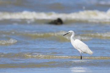 A Little Egret standing on the beach