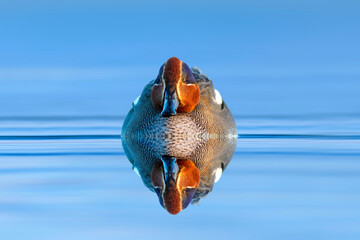 A beautiful duck swimming in the lake with its wonderful colors. Colorful clean nature background....