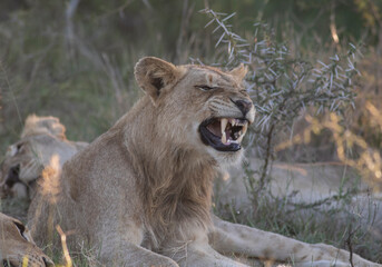 Young male lion resting in a golden sunlight, opening its mouth and yawning showing its teeth and tongue,
 eyes closed mouth wide open. Golden light  background on leaves from Kruger South Africa