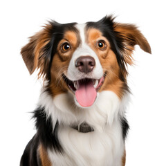 Fototapeta premium Happy dog ​​looking at the camera isolated on transparent background.