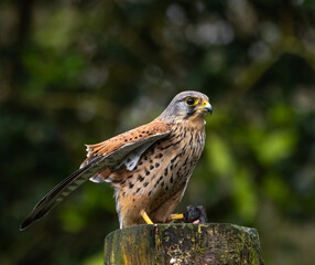 Kestrel, male [Falco tinnunculus]