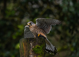 Kestrel, male [Falco tinnunculus]