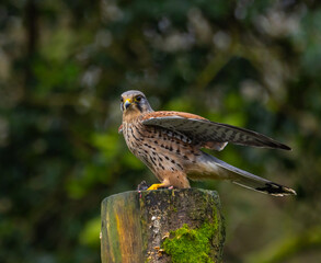 Kestrel, male [Falco tinnunculus]