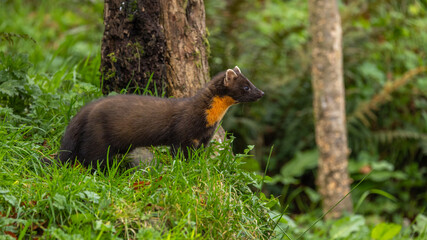 Pine marten [Martes martes]