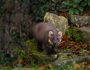 Pine marten [Martes martes]