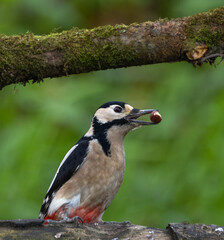 Great Spotted Woodpecker [Dendrocopos major]