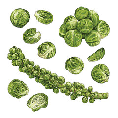 Hand drawn fresh brussels sprouts. Set sketches with whole brussels sprouts, cut in half, branch and leaves. Vector illustration isolated on white background.