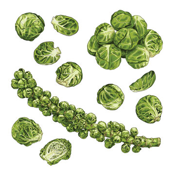 Sprouts stock deals