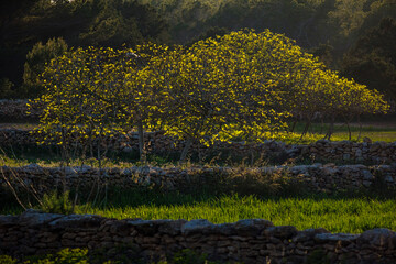 backlit fig tree, Formentera, Pitiusas Islands, Balearic Community, Spain