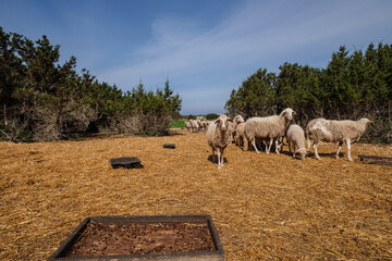 flock of sheep in a field, Formentera, Pitiusas Islands, Balearic Community, Spain