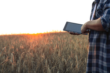In the field, a farmer examines a spike of wheat with a clipboard in his hand. The agronomist...