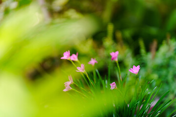 Fairy Lily, Rain Lily, Zephyr Flower, bright pink flowers with green leaves in the home garden.