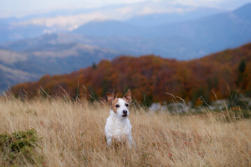 In a breezy mountain meadow, a vigilant Jack Russell Terrier surveys the vast expanse. The wind...