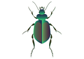 Golden Ground Beetle Vector Art isolated on White Background