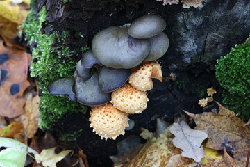 Late oyster mushroom, Sarcomyxa serotina, and Pholiota squarrosa, known as the shaggy scalycap,...