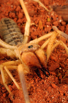&Auml;gyptische Walzenspinne, Gelbe Walzenspinne // Egyptian Camel Spider (Galeodes granti) - &Auml;gypten