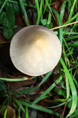 Mushroom fungus poisonous toxic vision chapel stem