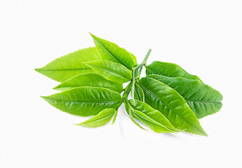 fresh green tea leaves on a white,isolated
