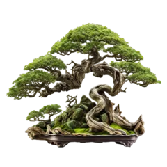 Foto op Plexiglas Bonsai tree isolated on white background © twilight mist