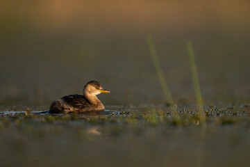 Closeup of Little grebe Bird in Morning 