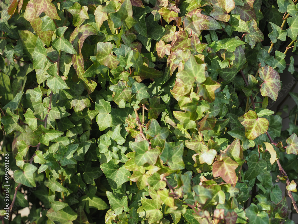 Wall mural ivy plant background