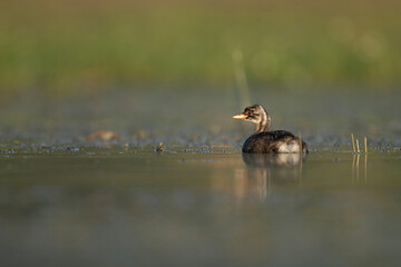 Young Bird of Little Grebe in wetland 
