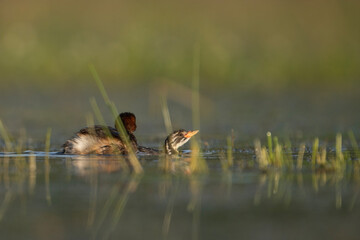 Little Grebe with Chick